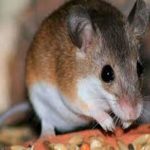 hantavirus