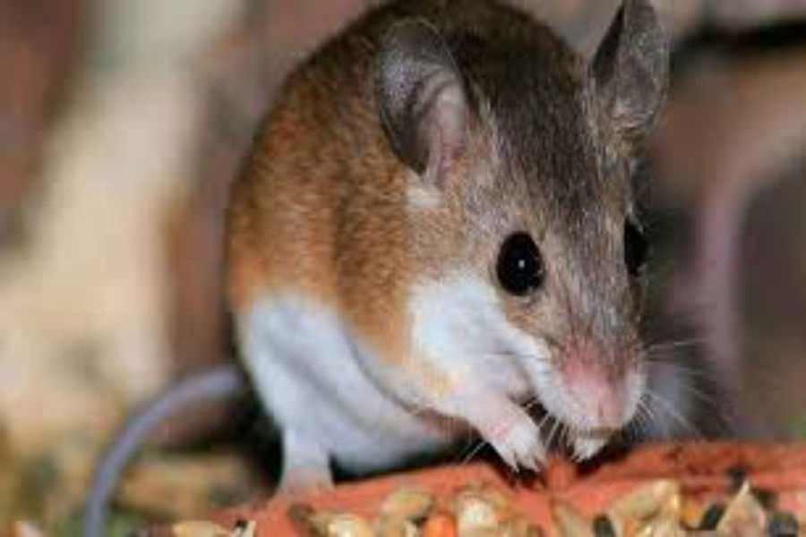 hantavirus