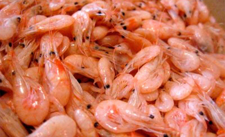 camarones