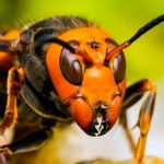 Preocupación en EEUU ante la llegada de «avispas asesinas»