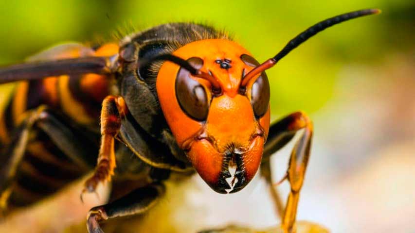 Preocupación en EEUU ante la llegada de «avispas asesinas»