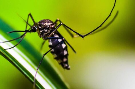 El dengue sigue en aumento en Panamá