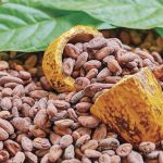 Cacao panameño, un grano clave para el país