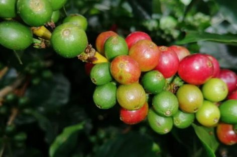 Panamá espera un incremento en la producción de café